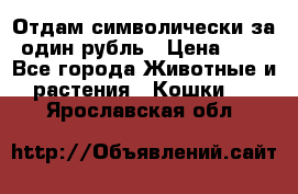 Отдам символически за один рубль › Цена ­ 1 - Все города Животные и растения » Кошки   . Ярославская обл.